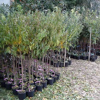 درخت میوه گلدانی با قابلیت جابجایی در تمام فصول سال در فروشگاه نهالینو